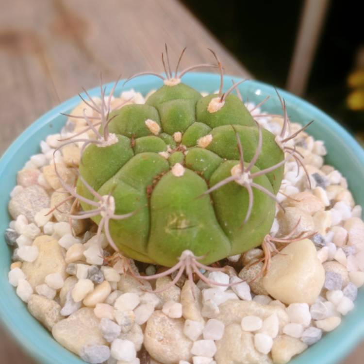 Plant image Gymnocalycium