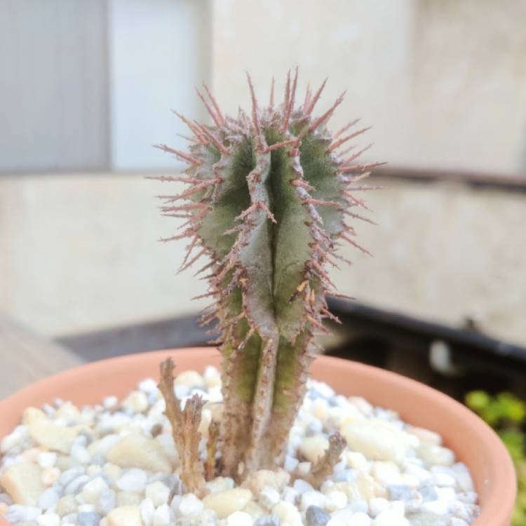 Plant image Euphorbia horrida var. noorsveldensis