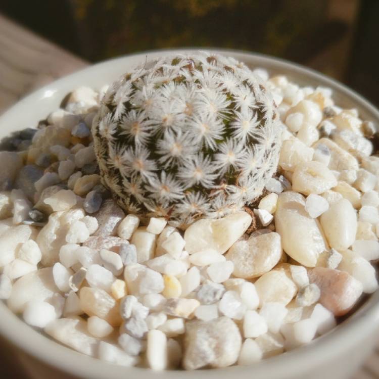 Plant image Mammillaria plumosa