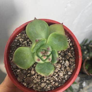 Echeveria 'Chihuahuaensis'