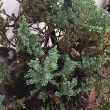 Blue Pacific Juniper