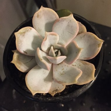 Echeveria 'Lilacina'