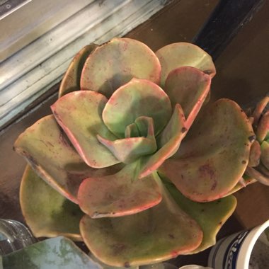 Graptoveria 'Harry Watson'