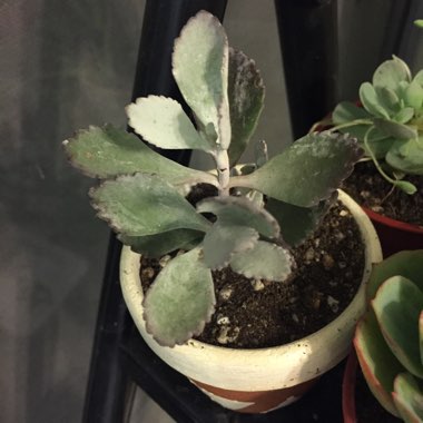 Kalanchoe 'Pumila'