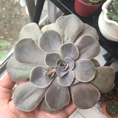 Echeveria 'Diffractens'