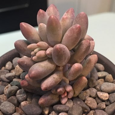 Pachyphytum 'Machucae'