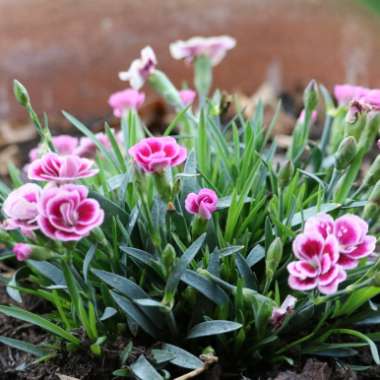 Dianthus 'Pink Kisses'