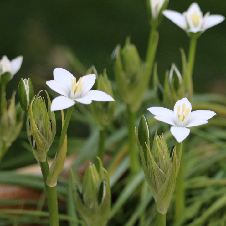 Plant image Ornithogalum umbellatum