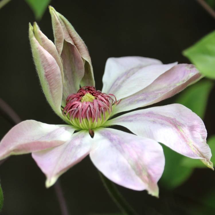 Plant image Clematis 'Beauty Of Richmond'