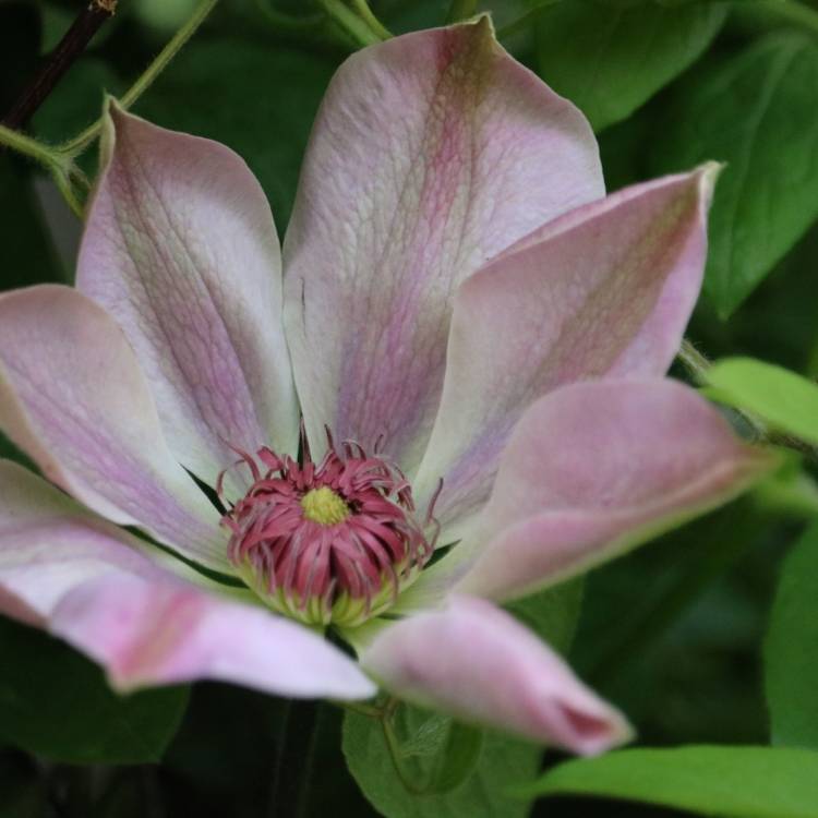 Plant image Clematis 'Beauty Of Richmond'