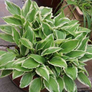 Hosta crispula syn. Hosta 'Sazanami', Hosta 'Marginata Alba'