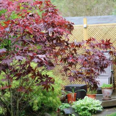 Acer Palmatum 'Atropurpureum'