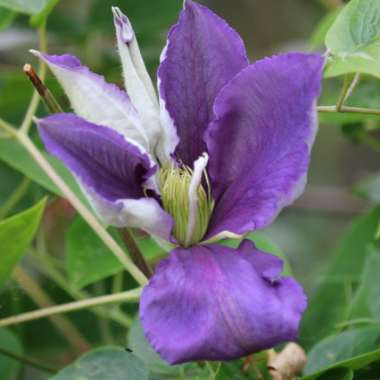 Clematis 'General Sikorski'