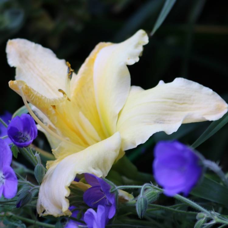 Plant image Hemerocallis 'Artist Etching'