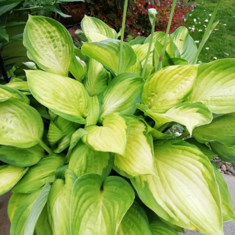 Plant image Hosta 'Captain Kirk'