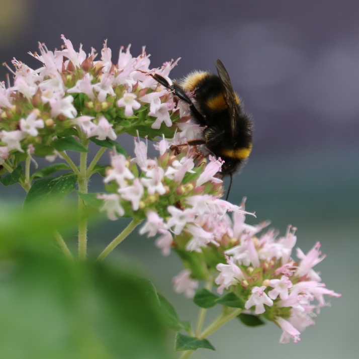 Plant image Origanum Vulgare subsp. Hirtum 'Hot and Spicy'