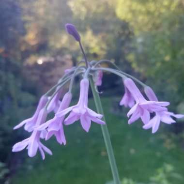 Tulbaghia violacea