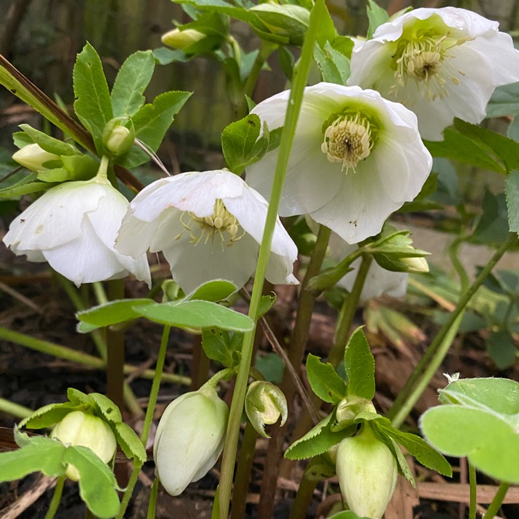 Plant image Helleborus niger 'Christmas Carol'