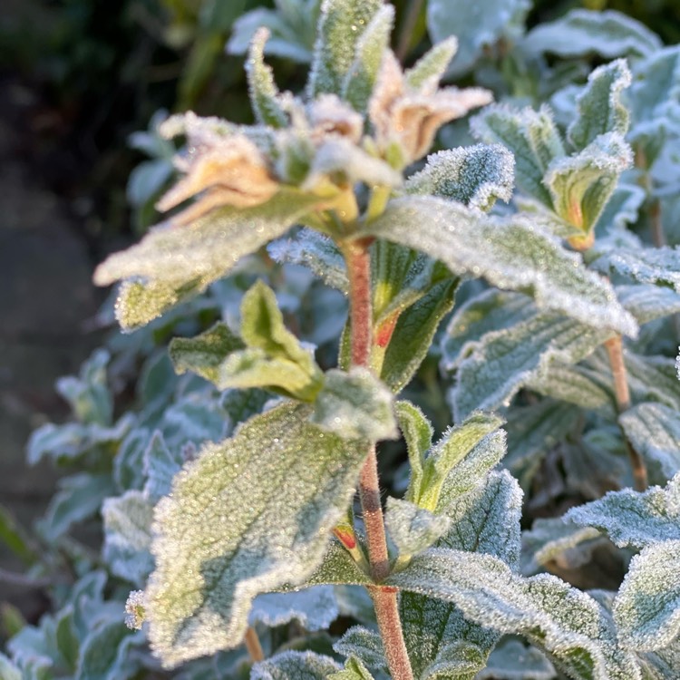 Plant image Salvia officinalis 'Aurea'