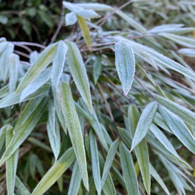 Phyllostachys aurea 'Albovariegata'