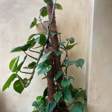 Epipremnum aureum  syn. Epipremnum pinnatum 'Aureum', Scindapsus aureus, Pothos aureus, Rhaphidophora aurea