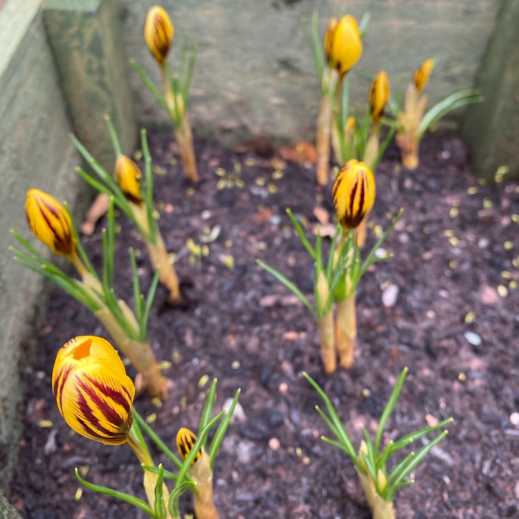 Plant image Crocus chrysanthus 'Gipsy Girl'