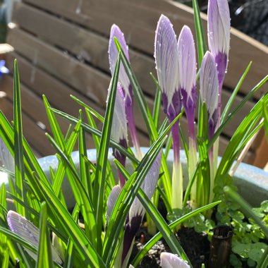 Crocus vernus 'Striped Beauty'