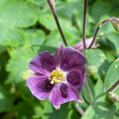 Aquilegia 'Crimson Star'