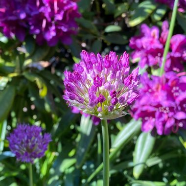 Allium 'Ambassador'