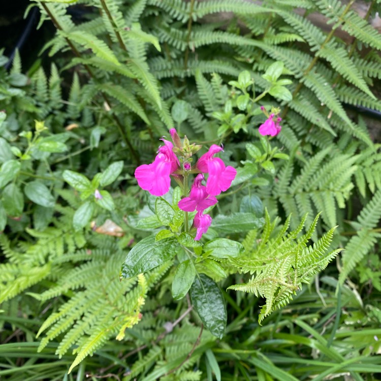 Plant image Chelone lyonii 'Hot Lips'