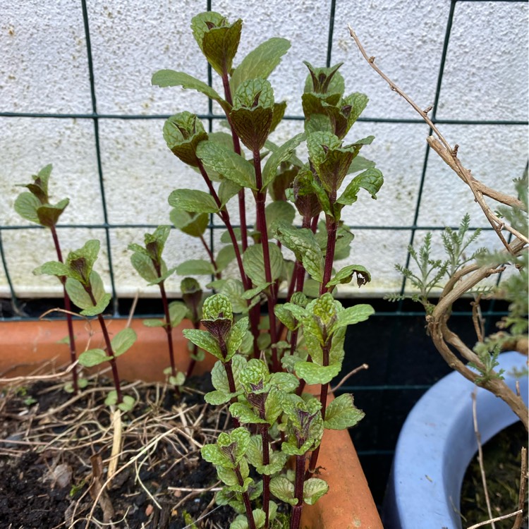 Plant image Mentha sachalinensis