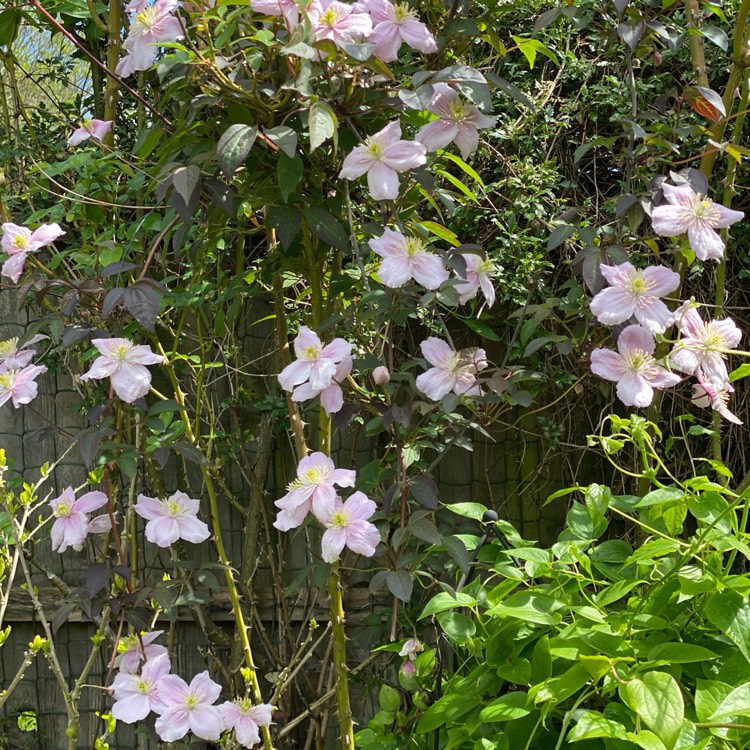 Plant image Clematis montana var rubens 'Tetrarose'