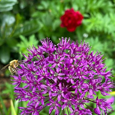 Allium 'Ambassador'