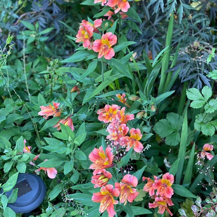 Plant image Alstroemeria 'Koncahusky' (Inca Series) syn. Alstroemeria 'Inca Husky'