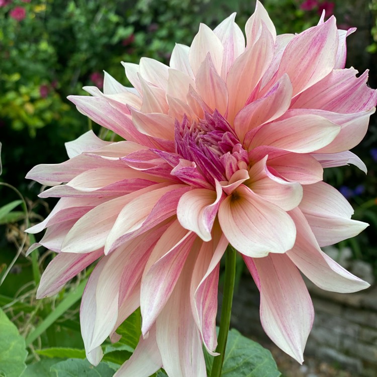 Plant image Dahlia 'Labyrinth'