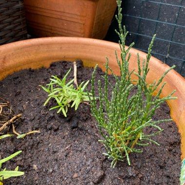 Salicornia