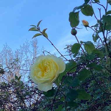 Rosa 'Ausprior' syn. Rosa 'Claire Austin'