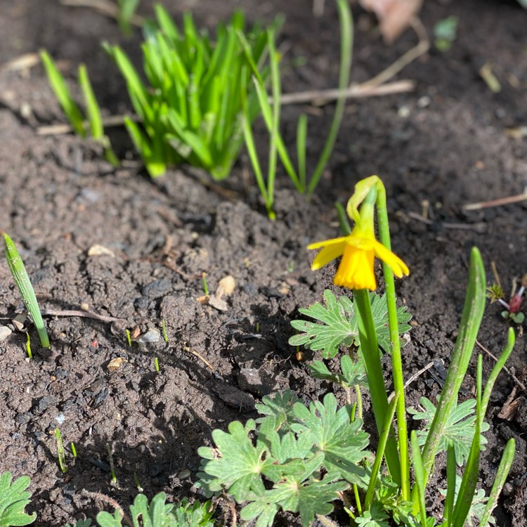 Plant image Narcissus pumilus