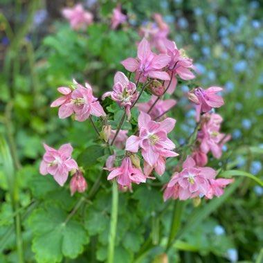 Columbine'Crimson Star'