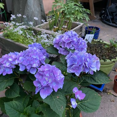 Hydrangea