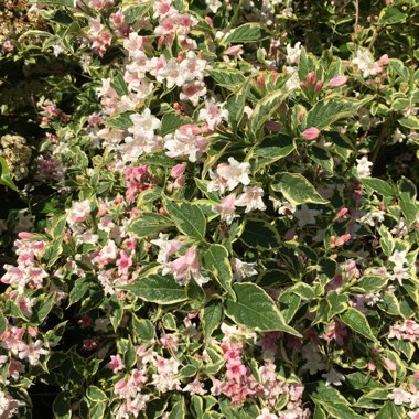 Weigela 'Nana Variegata' syn. Weigela 'Elstead', Weigela 'Variegated Nana'