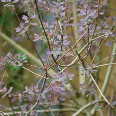 Cotinus