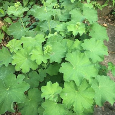 Alchemilla