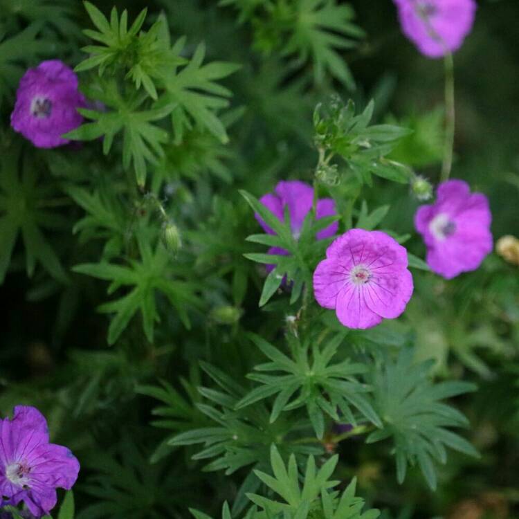 Plant image Geranium sanguineum