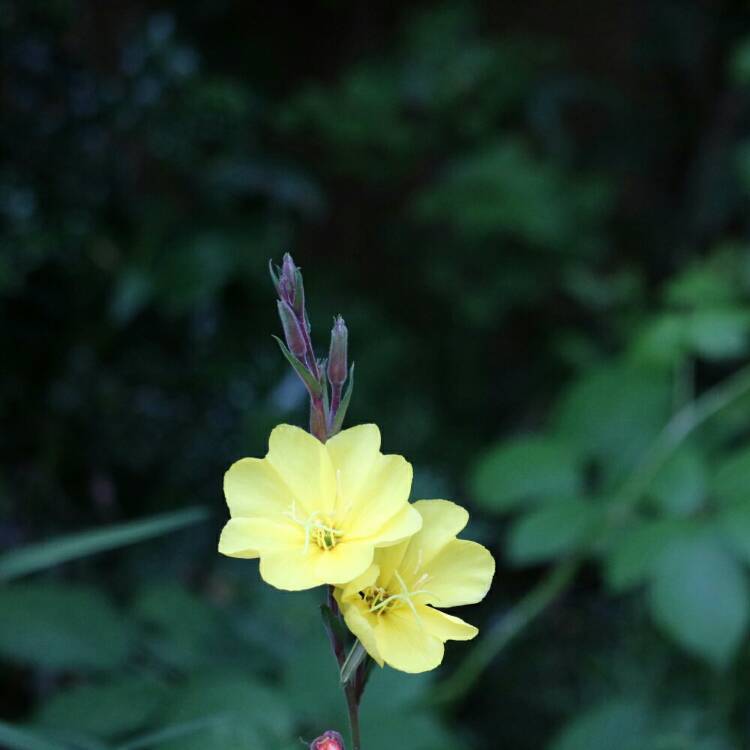 Plant image Oenothera Stricta Sulphurea