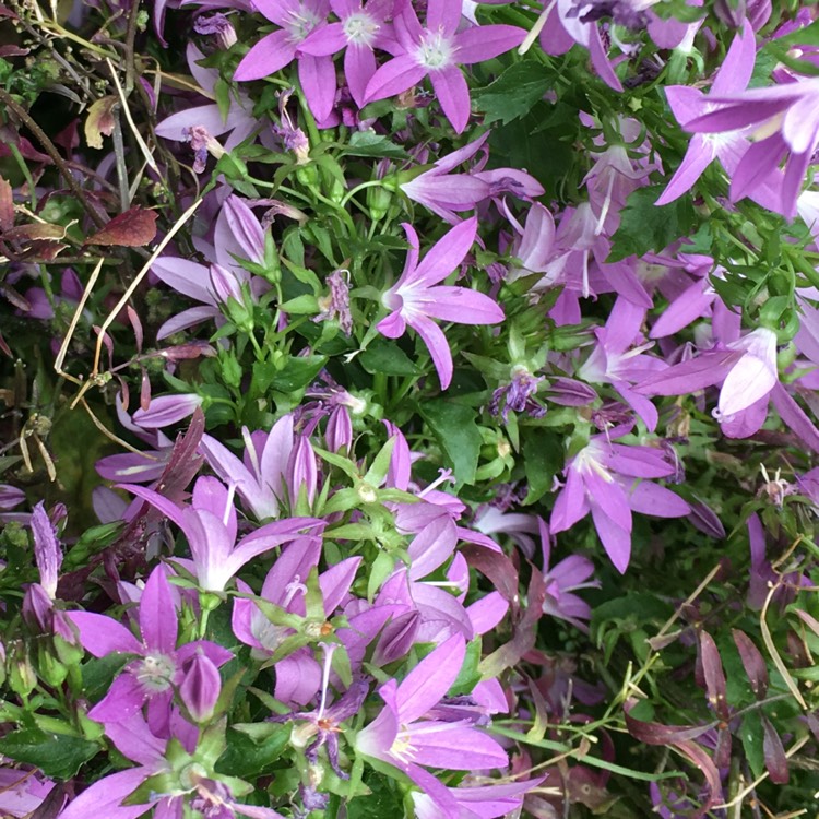 Plant image Campanula glomerata 'Freya'