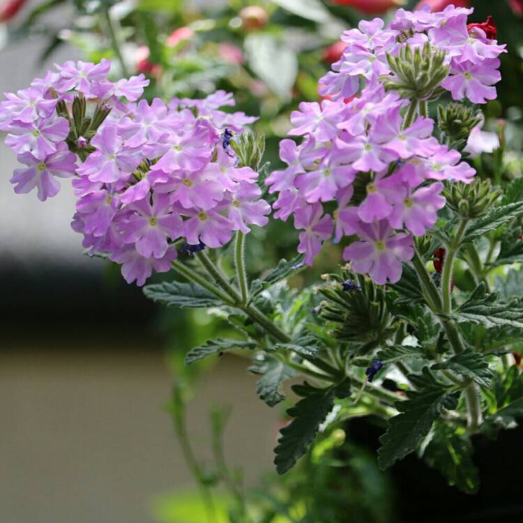 Plant image Verbena 'Aztec Pink Magic'