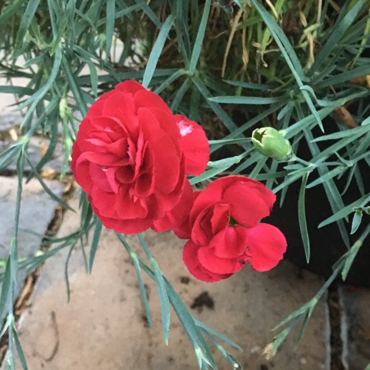 Plant image Dianthus 'Devon Xera 'Firestar'