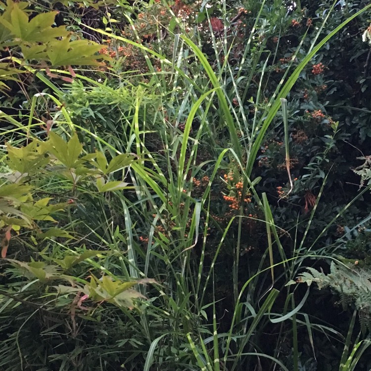 Plant image Miscanthus sinensis 'Zebrinus'