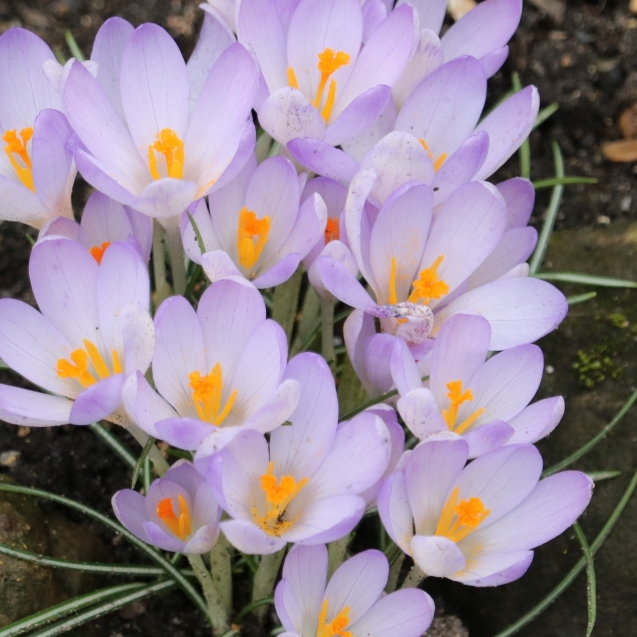 Plant image Crocus tommasinianus 'Lilac Beauty'